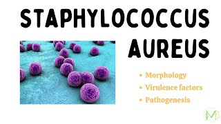 Staphylococcus aureus I Bacteriology I Microbiology I Medinare [upl. by Ahsied]