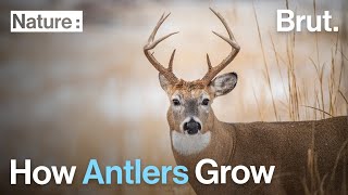 How Antlers Grow [upl. by Aline]