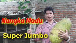 Panen Nangka Madu  Nangka Madu Jumbo [upl. by Shaeffer365]