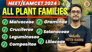 Plant Families1  Malvaceae Cruciferae Leguminoceae Solanaceae  NEETEAMCET 2024  Ajay Sir [upl. by Pathe797]