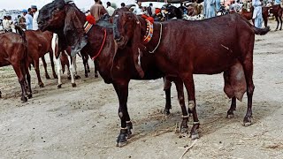 Bakra Mandi sahiwal ki update beetal Bachon wali Bakrian 03124058010 Altaf goat farm [upl. by Larson876]