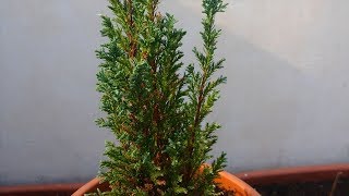 Chamaecyparis False Cypress Bonsai Tree [upl. by Marutani]