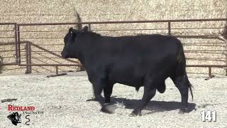 Redland Angus Lot 141 [upl. by Acirre]