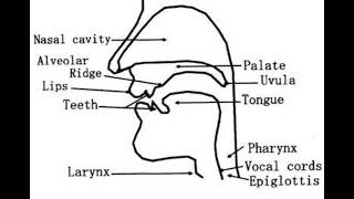 34BQ সহজ চিত্র  Draw A Labelled Diagram To Show The Articulatory Organs Of Speech Production [upl. by Edrock]