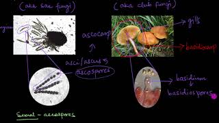 Classification of Fungi  Biological Classification  Biology  Khan Academy [upl. by Connor]