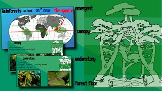 Layers of a Rainforest  EasyTeaching [upl. by Grogan316]