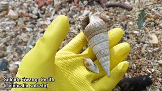 Virtual Shelling episode 5 • Telescope Snail Donkey Cowrie amp Telebralia sulcata [upl. by Ramoj214]