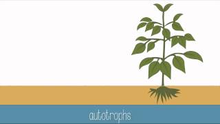 Introduction to Photosynthesis [upl. by Ainsley]