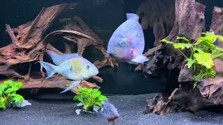 125 gallon cichlid community Mad Zach tank 1 [upl. by Oivaf]