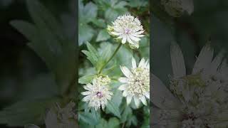 🌻¹³☆ Apiales •¹ Apiaceae ◇⁷ Saniculoideae ▪︎ Great Masterwort  Observed in Description [upl. by Ntsyrk]