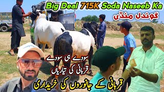 Big Deal Live 715K Jori SoldGondal Mandi Attock Update May 2024  Bakra Eid Cow Mandi Bhatta Chowk [upl. by Leopoldeen]