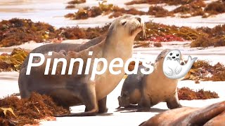 Pinnipeds 🦭🦭 [upl. by Dellora]