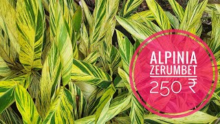 alpinia zerumbet available [upl. by Gmur397]