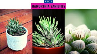 Haworthia Varieties A to Z [upl. by Adnohsed768]