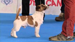 Ancona 2016  Jack Russel Maschi [upl. by Mundy]