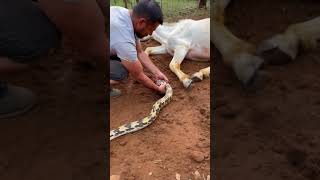 The horse was bitten by a snake and luckily the farmer caught it in time youtubeshorts [upl. by Allertse]