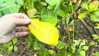 Cashews From Seeds  Natural Farming Fruit Trees  Permanent Agriculture  3424 [upl. by Anahsar]