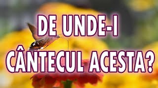 DE UNDEI CÂNTECUL ACESTA  poeziicrestine traiandorz poezii crestin dumnezeu [upl. by Jeno]