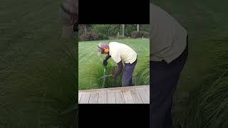 Pruning Lomandra Tanika  Trimming the plants [upl. by Haman]