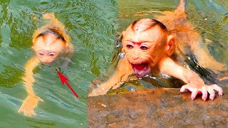 Oh God Help Baby Jovi monkey was grabbed out by the big monkey when swimming with mom Joyce [upl. by Burn]