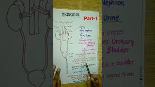 Micturitionclass11neet2024neetbiologycbseyoutubeshortsshortsexcretoryproductamptheirelimination [upl. by Todhunter531]