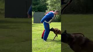 Belgian Malinois training [upl. by Kerrill996]