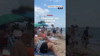 Dragonflies swarm beach [upl. by Nairadal]