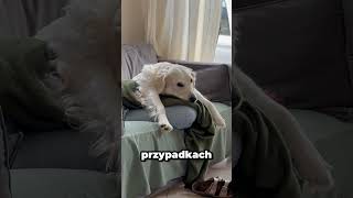 Ile dni trwa psia ciąża pies piesek pupil dog dogs doglover dogshorts funnydogs [upl. by Retsevel324]