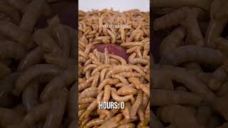 10 000 Mealworms vs RAW LIVER [upl. by Roselin]