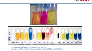 Microbiology  Proteus Providencia and Morganella [upl. by Haisa]