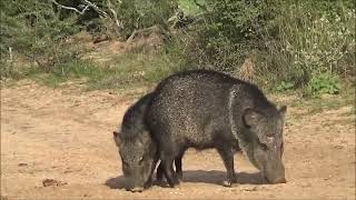 Graphic Kill Shot  Javelina Hunt South Texas [upl. by Are]