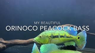 My beautiful Orinoco peacock bass [upl. by Lleoj]