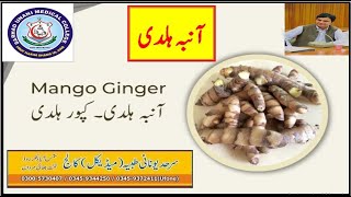 Amba Haldi  Wild Turmeric  mango ginger  curcuma amada benefits  آنبہ ہلدی [upl. by Thompson]