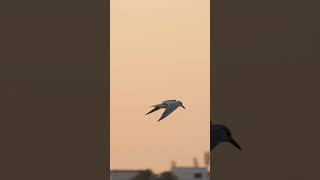 Gullbilled Tern shorts [upl. by Bathulda]