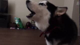 CRAZY Husky SCREAMS uncontrollably SO FUNNY [upl. by Gilliette]