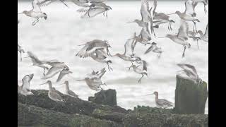 A nature short my brother rob photograping black tailed godwit [upl. by Studdard701]