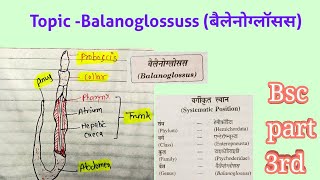 Hemichordata का example Balanoglossus बैलेनोग्लॉसस का सम्पूर्ण वर्णन ।।by sumer sir [upl. by Carpio]