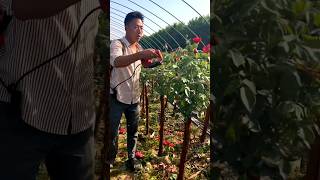 To Develop Strong Roots No Keeping Firstgrown Rose Buds satisfying farming [upl. by Osrick]