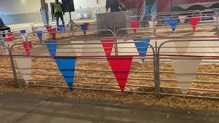 Washington State Fair Spring Fair Pig Racing [upl. by Asirret]