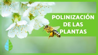 ¿Qué es la POLINIZACIÓN 🌸🐝 Definición y Tipos [upl. by Shela]