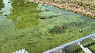 Video Algal bloom on Cayuga Lake at Frontenac Park in Union Springs [upl. by Susan225]