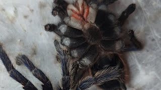 Tarantula Molting  Time Lapse [upl. by Collis]