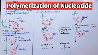 Polymerization of Nucleotide Mononucleotide and Dinucleotide  Jiyas Biology Tutorials [upl. by Petula751]