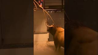 Toro Muy Bravo Fuente Ymbro Impresionante Astado Colorado 🐂😨toros trendingshorts fypage videos [upl. by Nauaj]