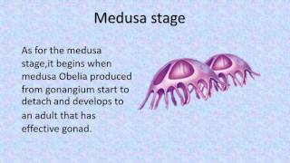 Obelia structures and life cycle [upl. by Garcia905]