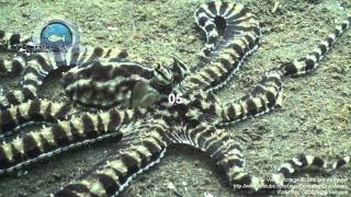 Mimic Octopus Thaumoctopus mimicus Underwater Stock Footage Video 3mp4 [upl. by Rosella]