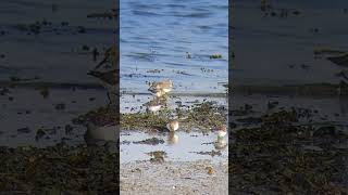 Dunlin feeding [upl. by Alberic821]