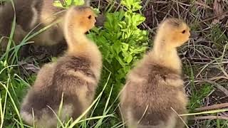 Are these Canada geese or cows [upl. by Mulry]