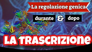 La regolazione genica durante e dopo la trascrizione 🧬 [upl. by Norean]