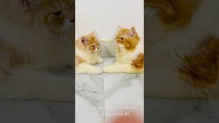 Billu ne diya maalik ko bonus😳😳catcomedy billicomedy cat catvideo viralcat sajidcat billug [upl. by Ursi940]